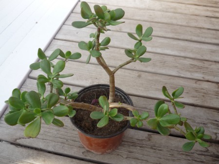 crassula ovata