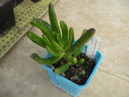 crassula ovata "hobbit"