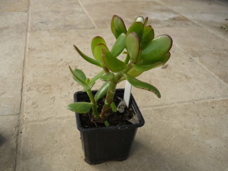 crassula ovata